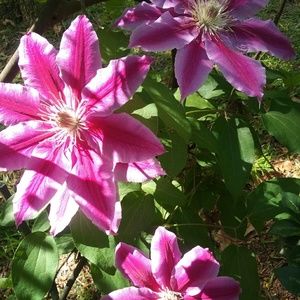 Meet your Posher, Audrey